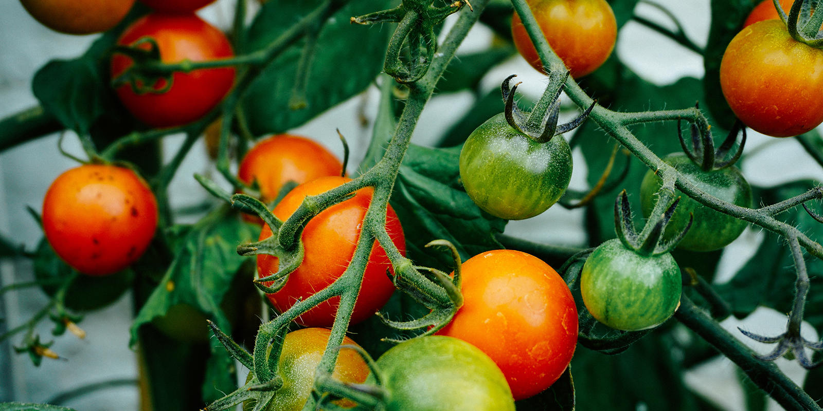 pomodoro